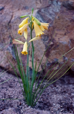 APII jpeg image of Blandfordia grandiflora  © contact APII