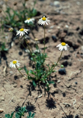 APII jpeg image of Brachyscome tetrapterocarpa  © contact APII