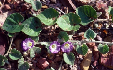 APII jpeg image of Bonamia brevifolia  © contact APII