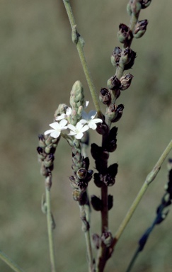 APII jpeg image of Buchnera asperata  © contact APII