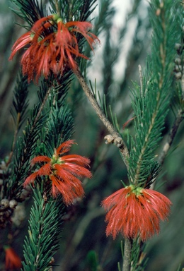 APII jpeg image of Calothamnus quadrifidus subsp. asper  © contact APII