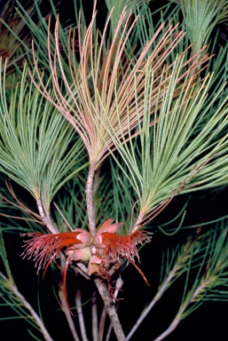 APII jpeg image of Calothamnus graniticus subsp. leptophyllus  © contact APII