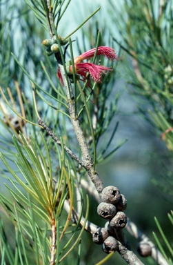 APII jpeg image of Calothamnus oldfieldii  © contact APII