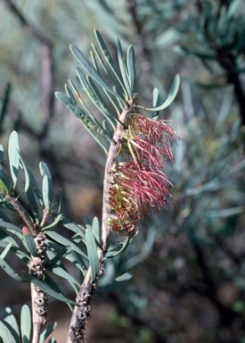 APII jpeg image of Calothamnus planifolius var. pallidifolius  © contact APII