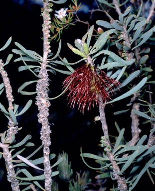 APII jpeg image of Calothamnus planifolius var. pallidifolius  © contact APII