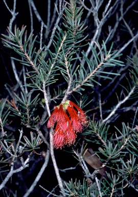 APII jpeg image of Calothamnus quadrifidus  © contact APII