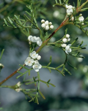 APII jpeg image of Boronia bipinnata  © contact APII