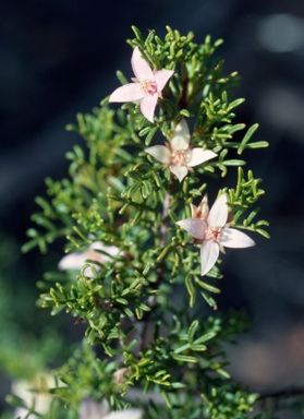 APII jpeg image of Boronia bipinnata  © contact APII