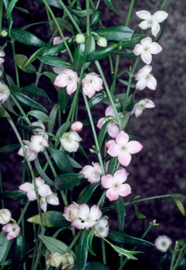 APII jpeg image of Boronia polygalifolia  © contact APII