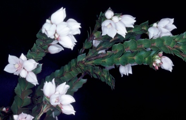 APII jpeg image of Boronia serrulata  © contact APII