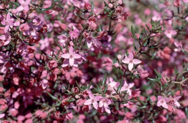 APII jpeg image of Boronia ledifolia  © contact APII