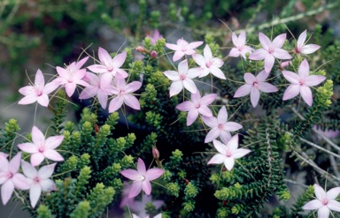 APII jpeg image of Calytrix duplistipulata  © contact APII