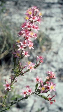 APII jpeg image of Calytrix longiflora  © contact APII