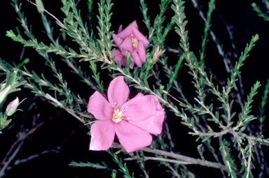 APII jpeg image of Calytrix superba  © contact APII