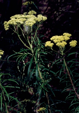 APII jpeg image of Cassinia aureonitens  © contact APII