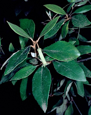 APII jpeg image of Correa lawrenceana var. glandulifera  © contact APII