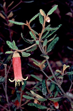 APII jpeg image of Correa reflexa var. reflexa  © contact APII