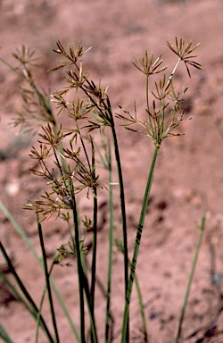 APII jpeg image of Cyperus haspan subsp. juncoides  © contact APII