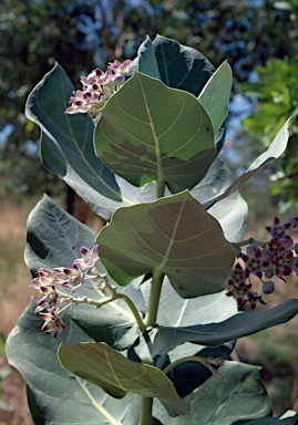 APII jpeg image of Calotropis procera  © contact APII