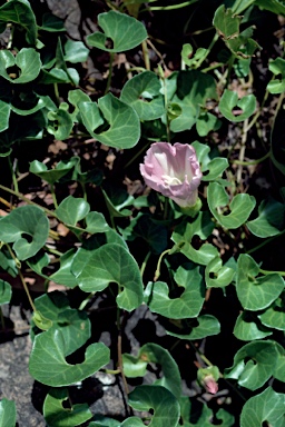 APII jpeg image of Calystegia soldanella  © contact APII