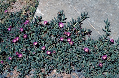 APII jpeg image of Carpobrotus glaucescens  © contact APII