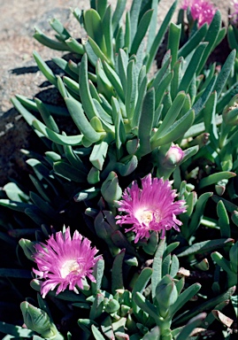 APII jpeg image of Carpobrotus rossii  © contact APII