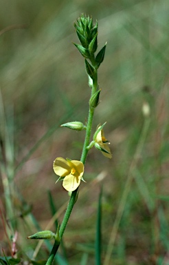 APII jpeg image of Cartonema parviflorum  © contact APII