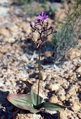 APII jpeg image of Chamaescilla corymbosa var. latifolia  © contact APII