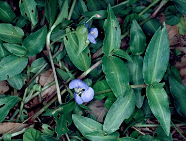 APII jpeg image of Commelina cyanea  © contact APII