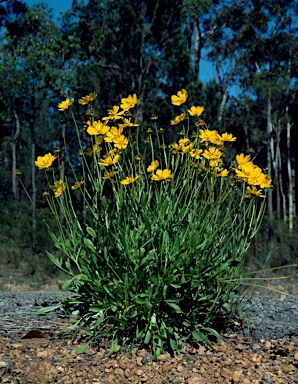 APII jpeg image of Coreopsis lanceolata  © contact APII