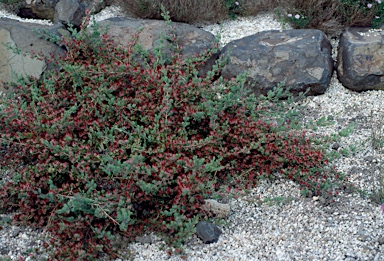 APII jpeg image of Darwinia taxifolia subsp. macrolaena  © contact APII