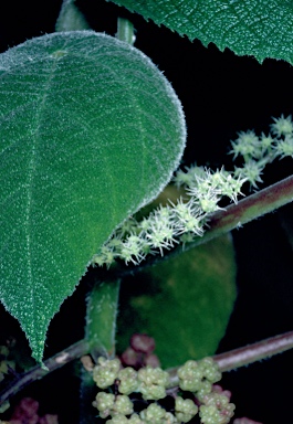 APII jpeg image of Dendrocnide moroides  © contact APII