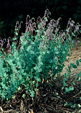 APII jpeg image of Veronica perfoliata  © contact APII