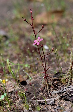 APII jpeg image of Drosera indica  © contact APII