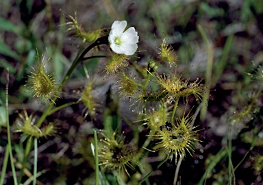 APII jpeg image of Drosera hookeri  © contact APII