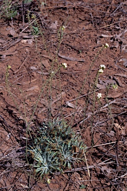 APII jpeg image of Drosera ordensis  © contact APII