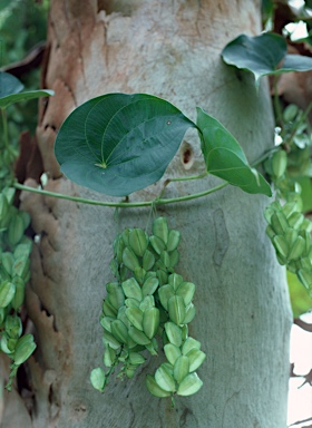 APII jpeg image of Dioscorea bulbifera  © contact APII