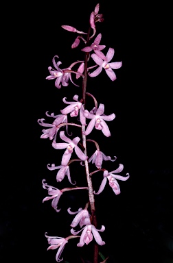 APII jpeg image of Dipodium roseum  © contact APII