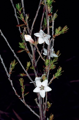 APII jpeg image of Epacris franklinii  © contact APII