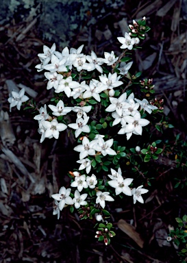 APII jpeg image of Epacris graniticola  © contact APII