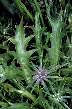 APII jpeg image of Eryngium vesiculosum  © contact APII