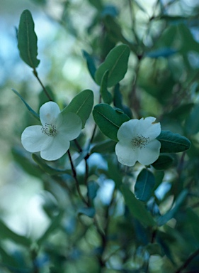 APII jpeg image of Eucryphia lucida  © contact APII