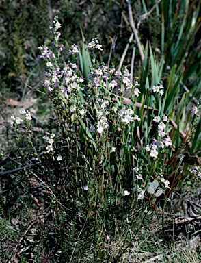 APII jpeg image of Euphrasia collina subsp. diemenica  © contact APII