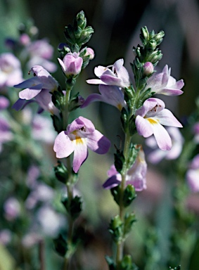 APII jpeg image of Euphrasia collina subsp. diemenica  © contact APII