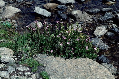 APII jpeg image of Epilobium gunnianum  © contact APII