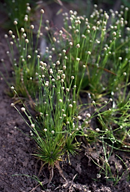 APII jpeg image of Eriocaulon cinereum  © contact APII