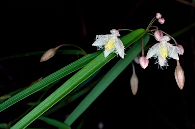 APII jpeg image of Eustrephus latifolius  © contact APII