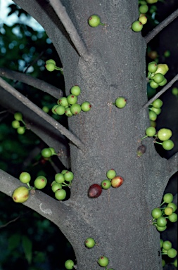 APII jpeg image of Ficus leptoclada  © contact APII