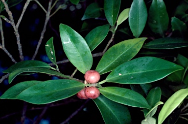 APII jpeg image of Ficus microcarpa  © contact APII