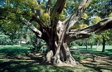 APII jpeg image of Ficus virens  © contact APII